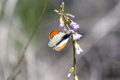 Anthocharis julia flora