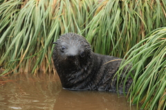 Arctocephalus gazella