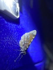 Stamnodes tessellata