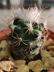Turbinicarpus