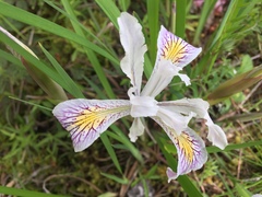 Iris chrysophylla
