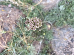 Perideridia bolanderi