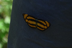 Pantoporia paraka