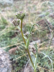 Perideridia bolanderi