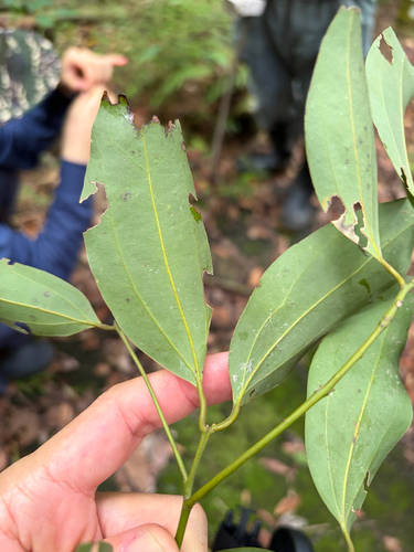Cinnamomum osmophloeum, photograph 2
