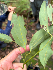 (c) 呂一起(Lyu yi-chi), some rights reserved (CC BY) Cinnamomum osmophloeum, photograph (c) 呂一起(Lyu yi-chi), some rights reserved (CC BY)