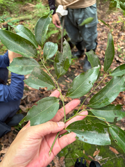 Cinnamomum osmophloeum