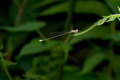 Aciagrion pallidum