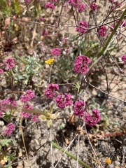Chorizanthe douglasii