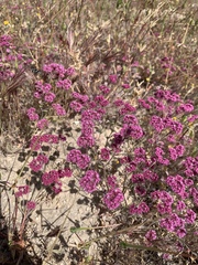 Chorizanthe douglasii
