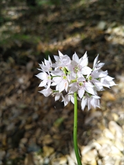 Allium membranaceum