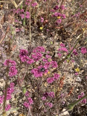 Chorizanthe douglasii