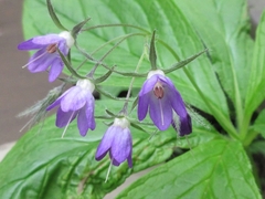 Brachybotrys paridiformis