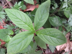 Brachybotrys paridiformis