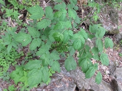 Actaea
