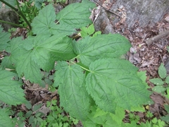Actaea
