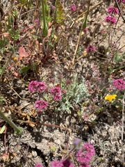 Chorizanthe douglasii