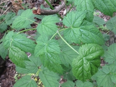 Actaea