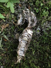 Pituophis catenifer