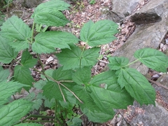 Actaea