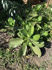 Aeonium cuneatum