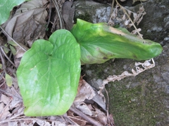 Symplocarpus renifolius