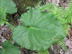Symplocarpus renifolius