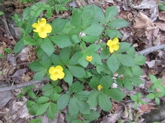 Hylomecon vernalis