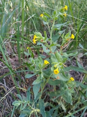 Lithospermum californicum