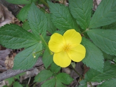 Hylomecon vernalis