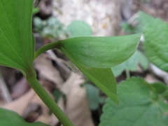 Polygonatum involucratum