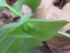 Polygonatum involucratum