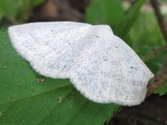 Lomographa subspersata