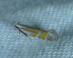 Battaristis vittella