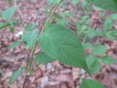 Prunus ishidoyana