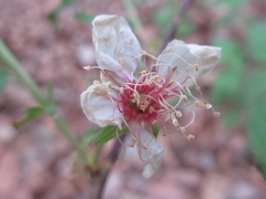 Prunus ishidoyana