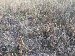 Dodecahema leptoceras