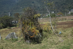 Pereskia