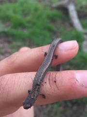 Batrachoseps gavilanensis