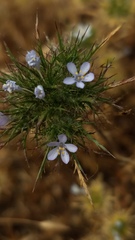 Navarretia tagetina