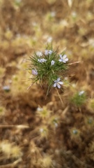 Navarretia tagetina
