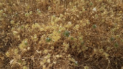 Navarretia tagetina