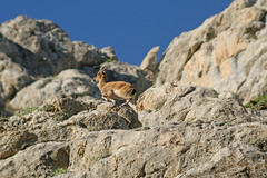 Capra aegagrus aegagrus