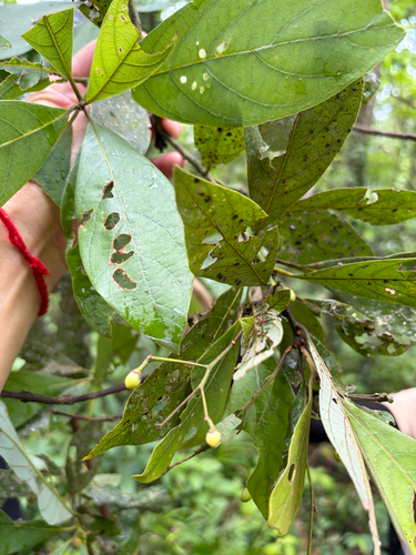 Phoebe formosana