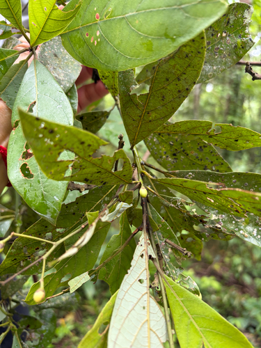 Phoebe formosana, photograph 2