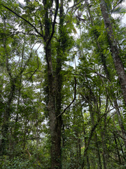 Phoebe formosana, photograph (c) 呂一起(Lyu yi-chi), some rights reserved (CC BY)