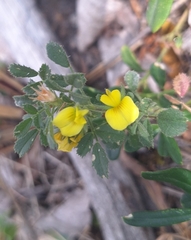Ononis pusilla, photograph (c) yellowplant, some rights reserved (CC BY)