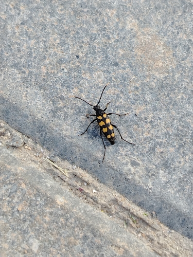 four-banded longhorn beetle