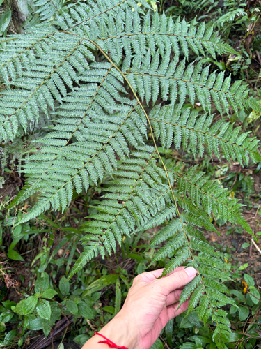 Alsophila spinulosa, photograph 3