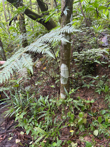 Alsophila spinulosa